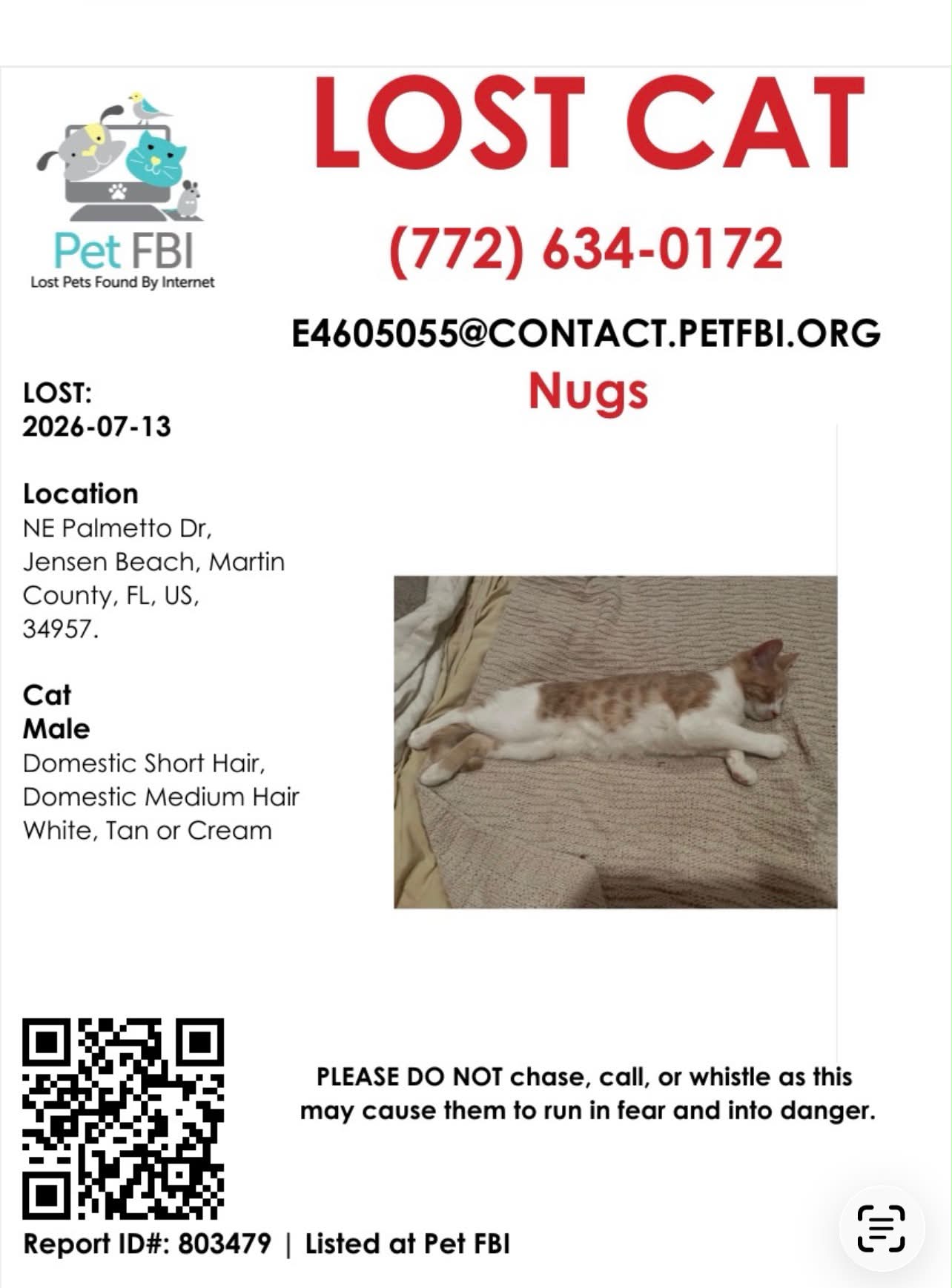 Lost black tabby cat in Jacksonville, FL with scar on eye