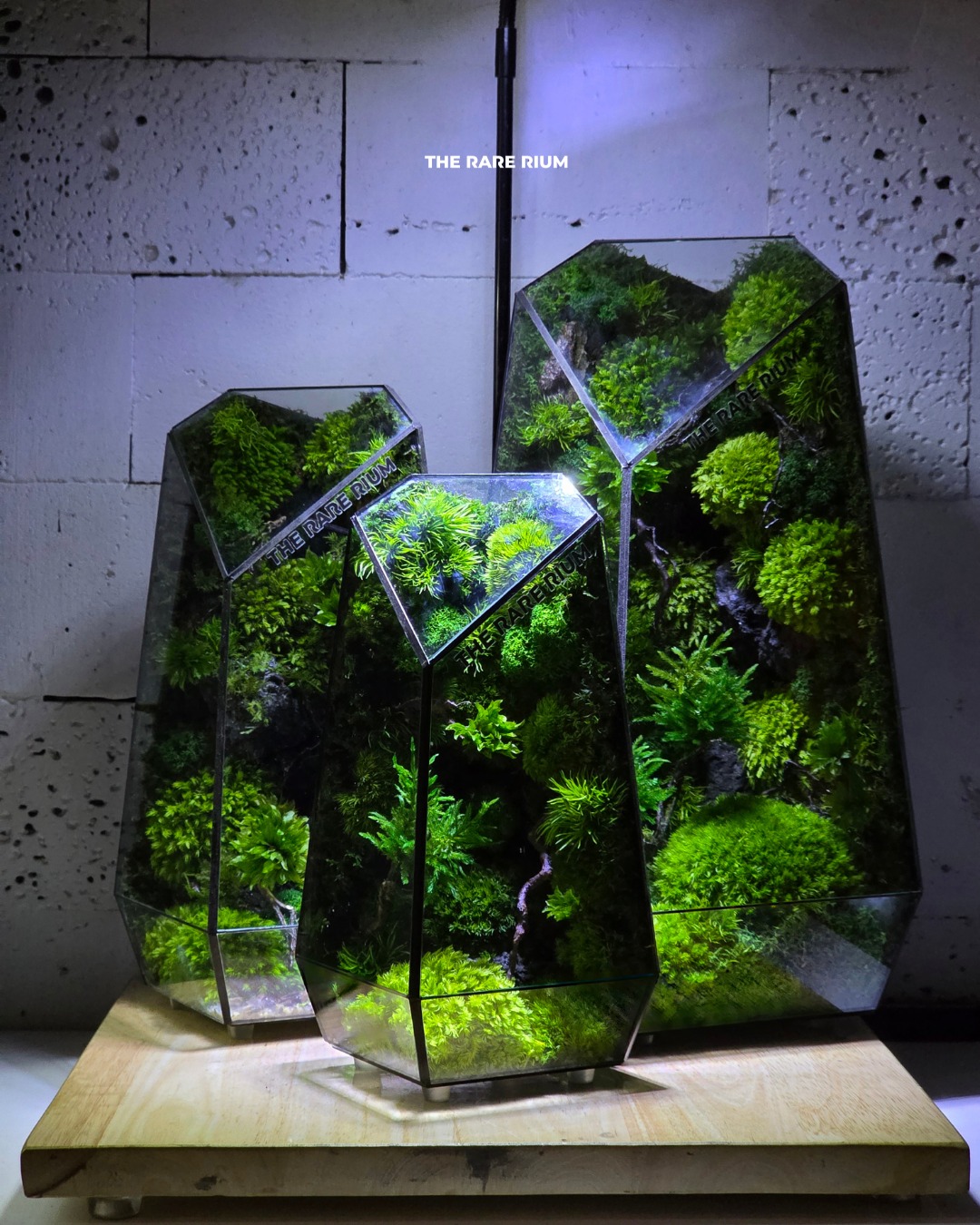 The Rare Rium - Plant &... - The Rare Rium - Plant & Moss Art