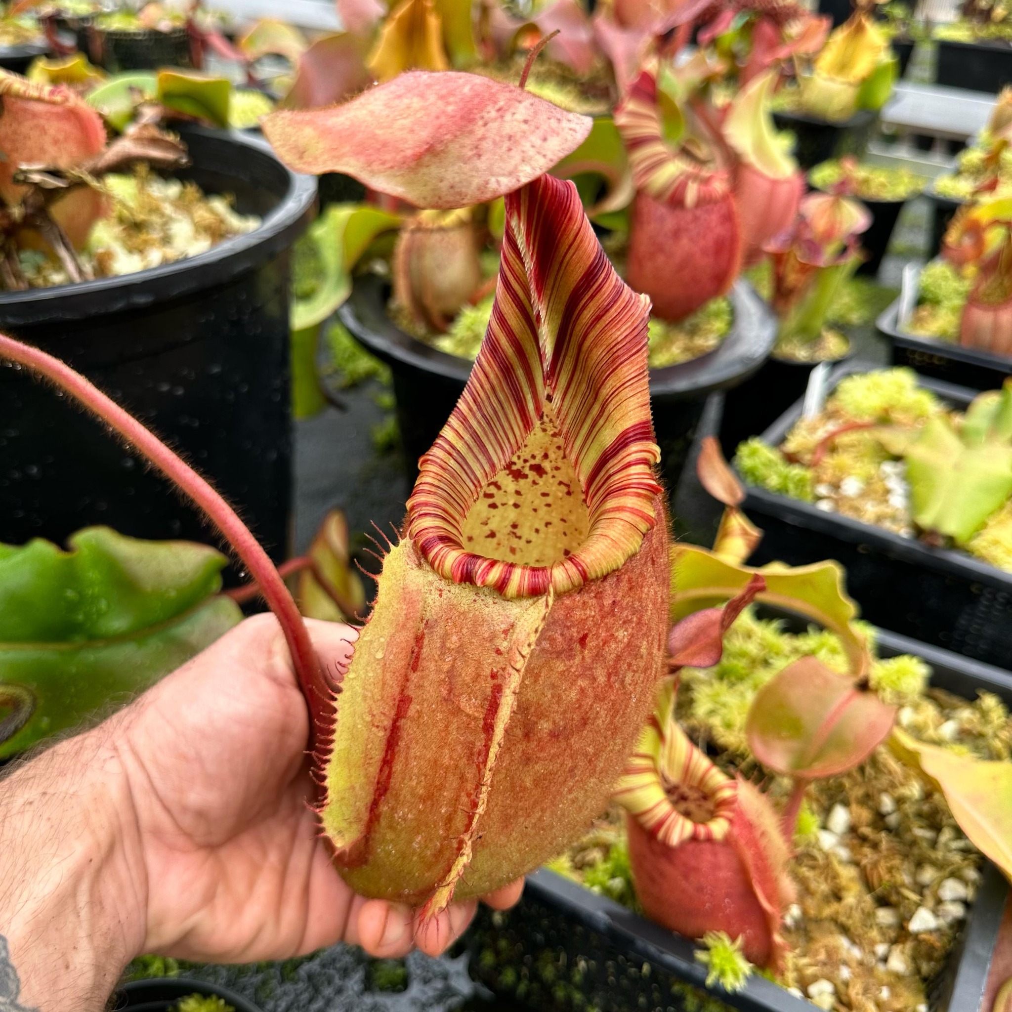 N. truncata x (eymae x veitchii) (a) RE-0118 is getting with every