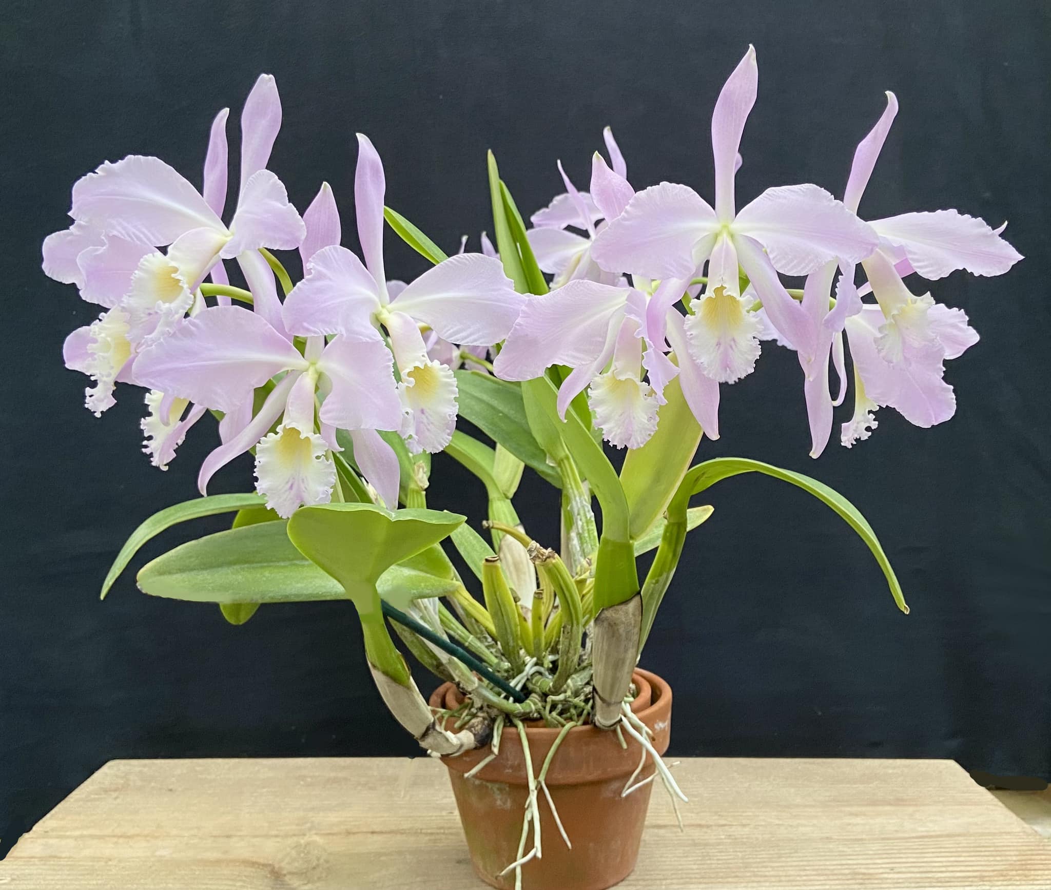 Semi-alba C Gaskelliana orchid