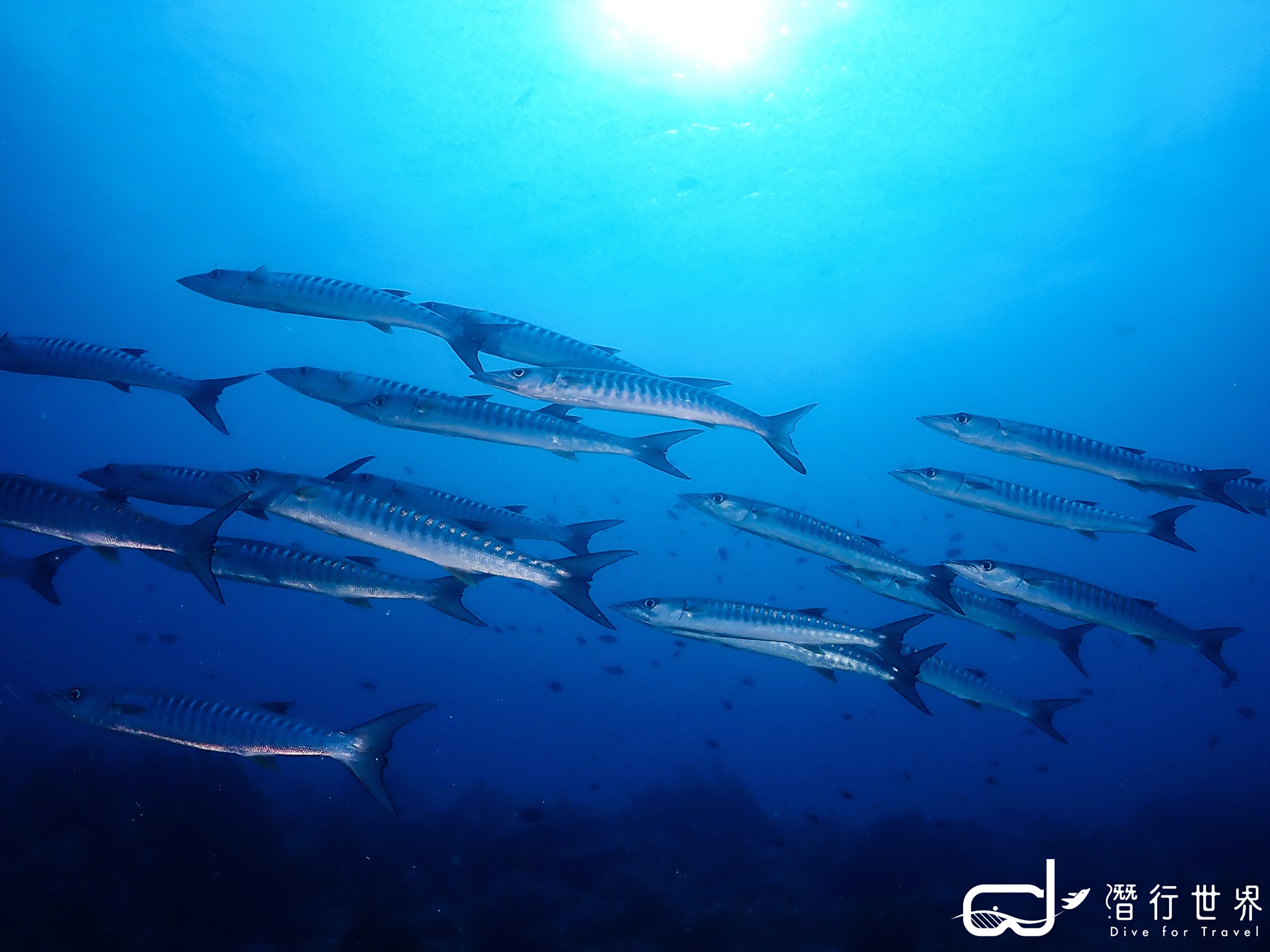 潛行世界 - 【🐟海洋知識🐟】 🐟🐟梭子魚，英文名為Barracuda，俗稱海狼 地球上已知的海狼約有26種 ...