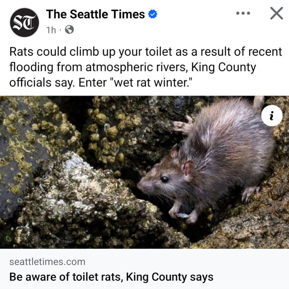 Public - #Headline Health Officials Warn to Watch for Toilet Rats as a ...