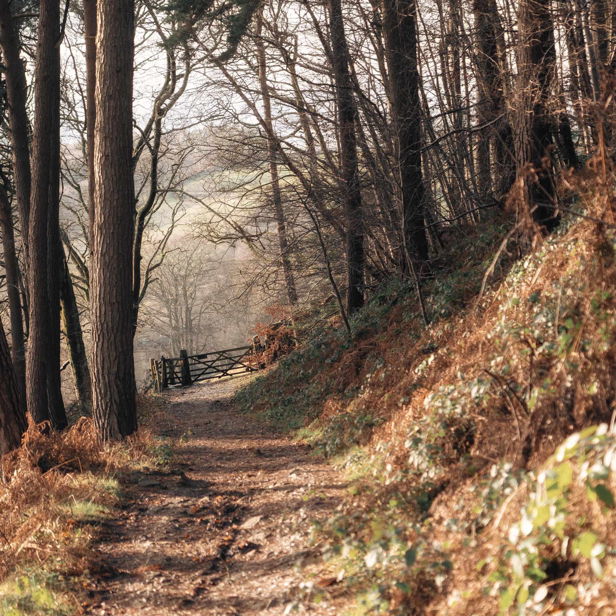 Peaklass - I have photographed this little path and this...