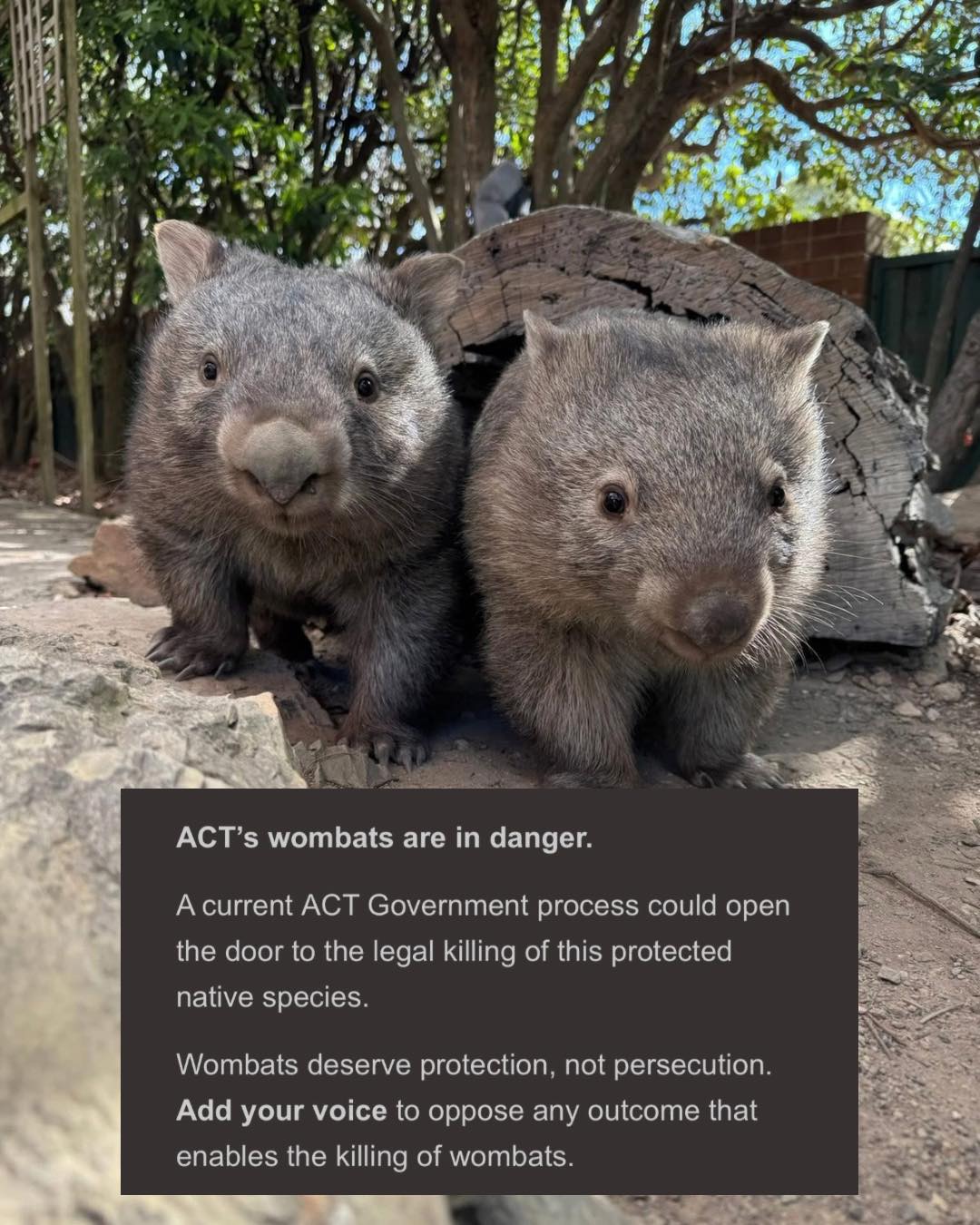Wombats in the ACT need your... - Save Canberra's Kangaroos | Facebook