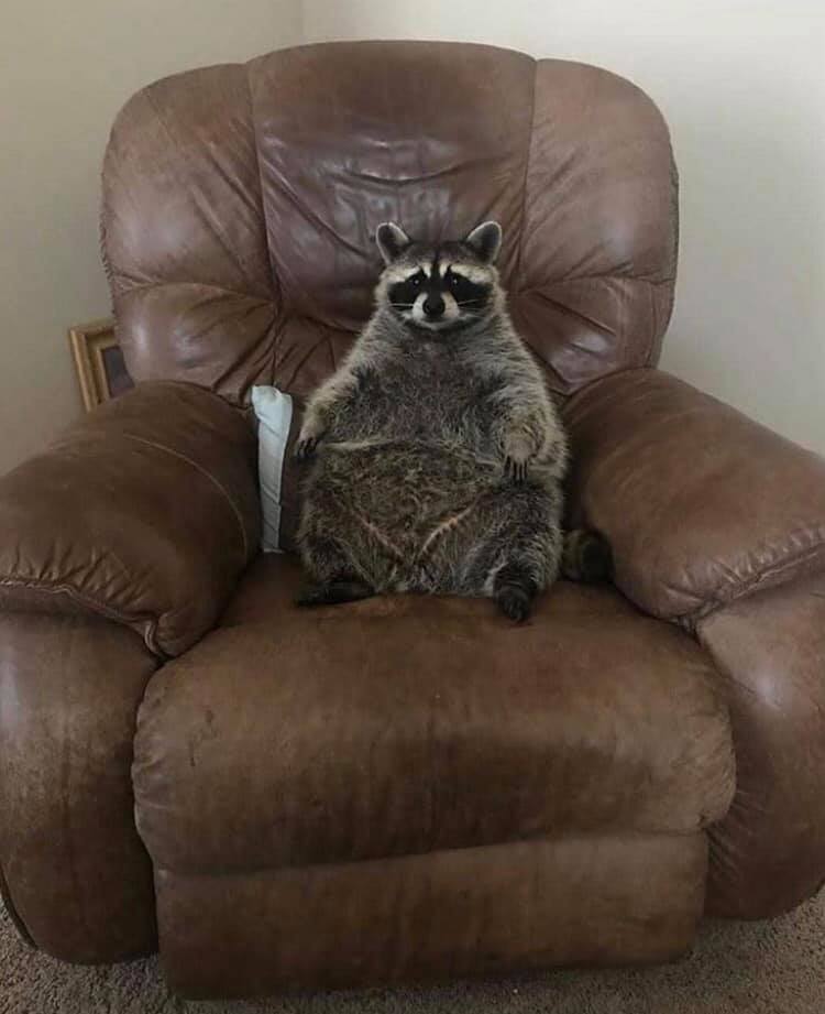 Raccoon Love - Happy Friday 🥴 | Facebook