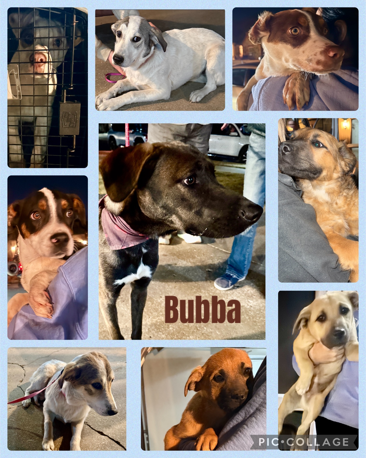Paws - 🚐 TRANSPORT SUCCESS! 🐾 This past weekend, because of an ...
