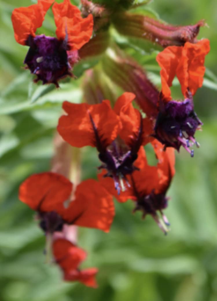 Cuphea llavea Tiny Mice - Pépinière Fleurs du Sud