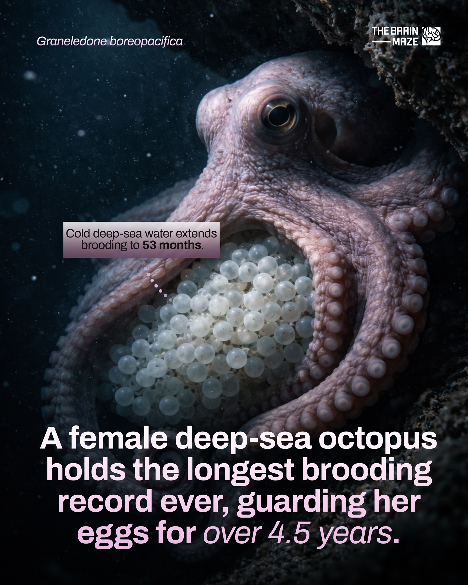 The Brain - A female deep-sea octopus, Graneledone boreopacifica, was ...