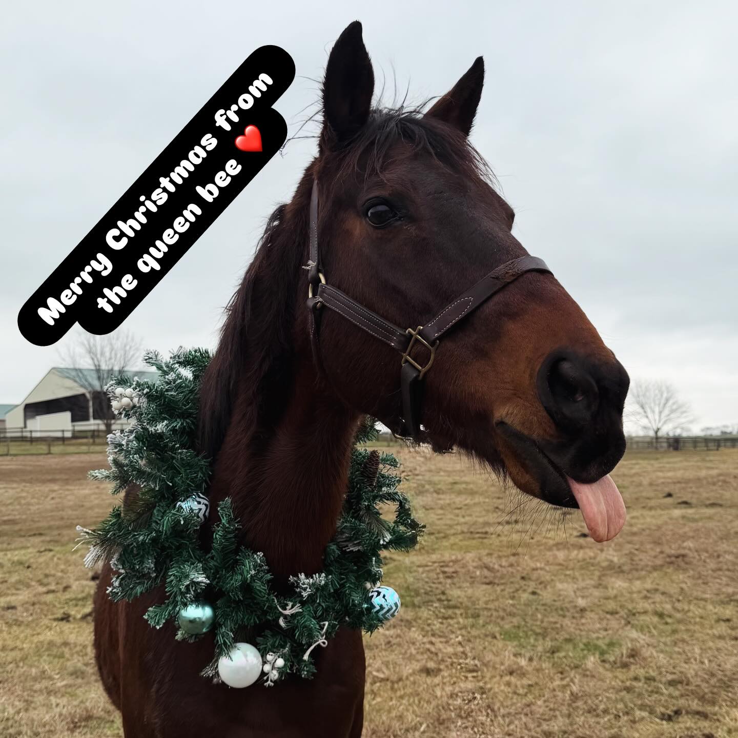 Badger Ridge Farm | Hendersonville TN