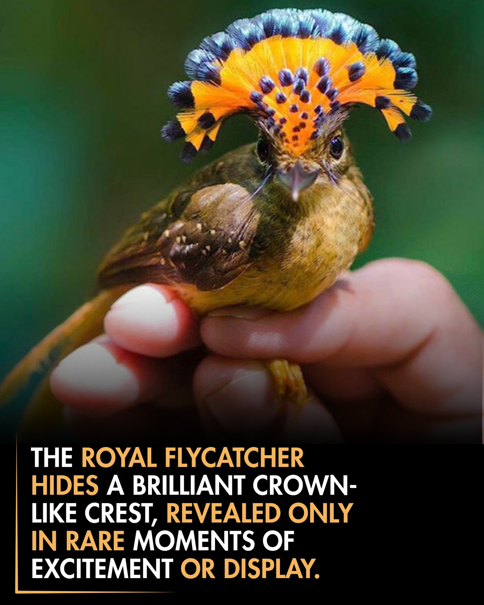 Roars & Buzzes - The Royal Flycatcher may appear small and... | Facebook