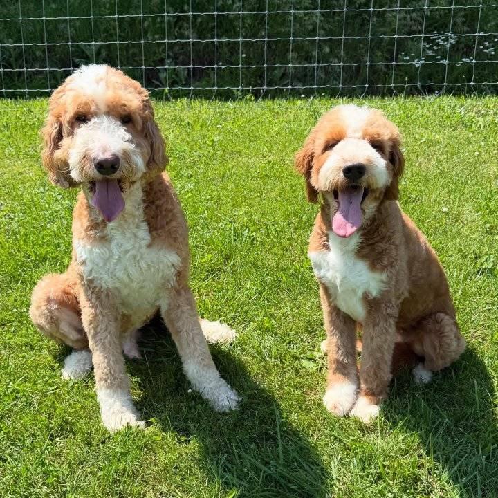 RESCUED DOODLES FOR ADOPTION AND REHOMING | He needs a name that starts ...
