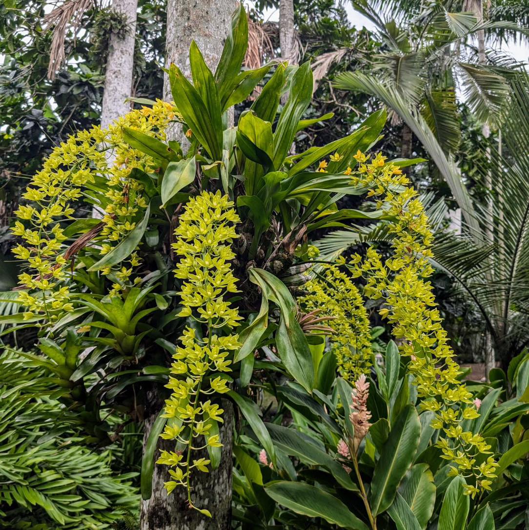Grammatophyllum scriptum var citrinum orchid in bloom