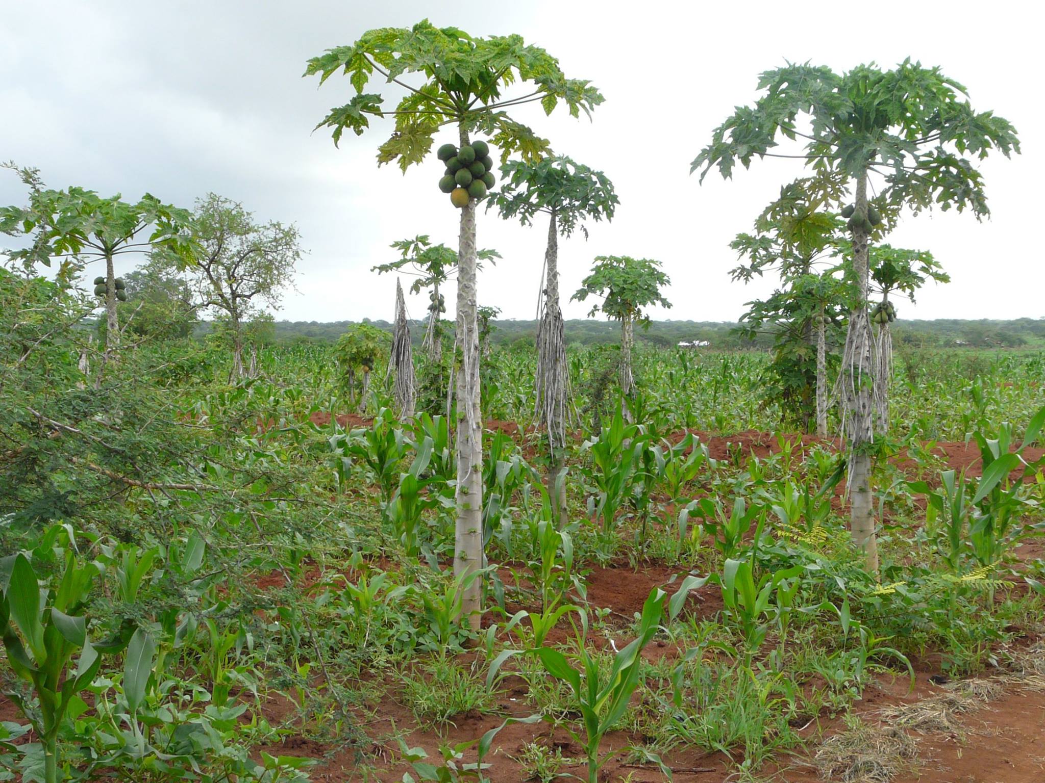 Mbusi Farm | Nairobi