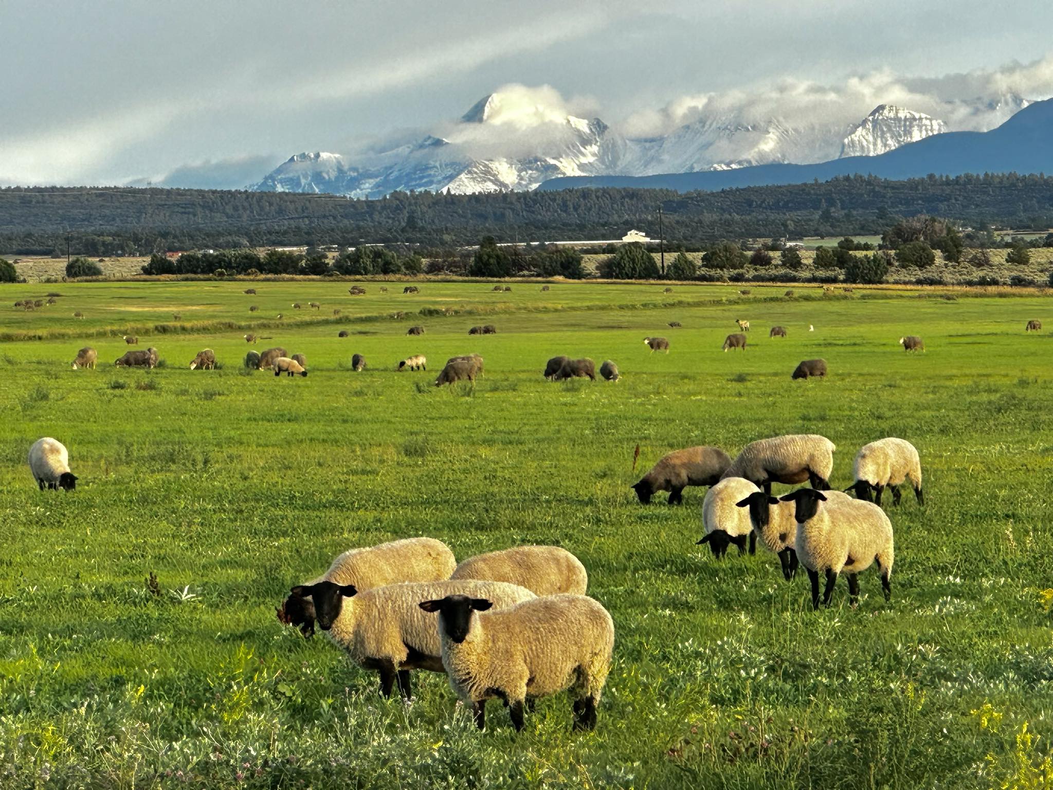 Snyder Ranches