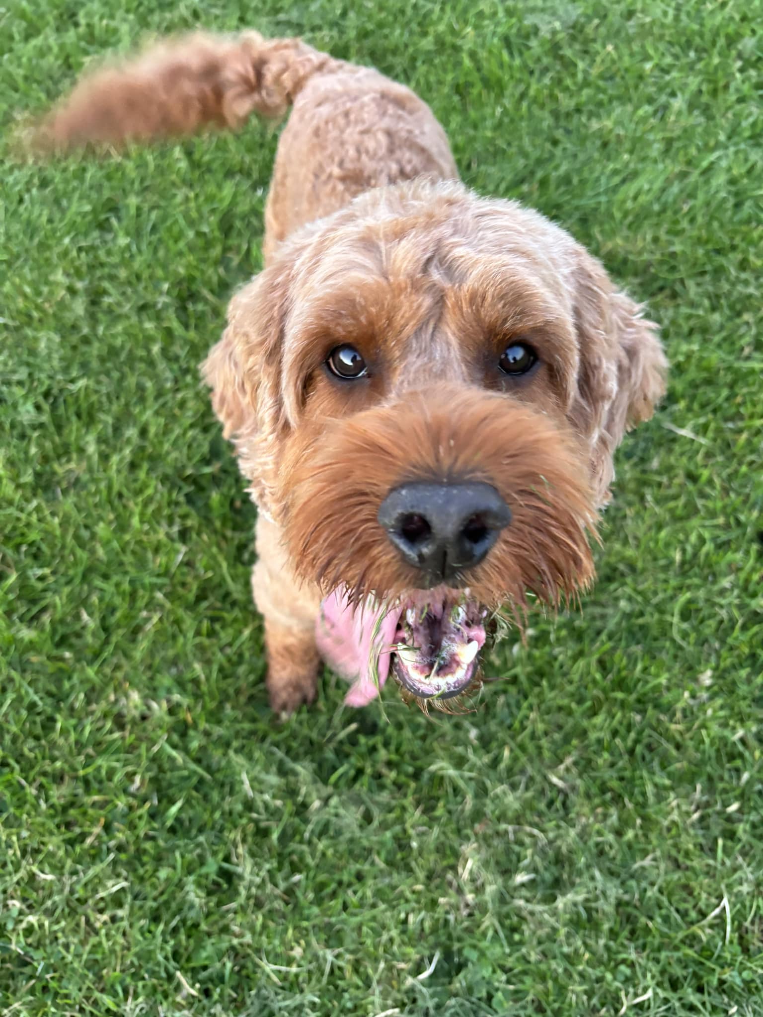 Cockapoo Owners | After joining this group and hearing about the biting ...