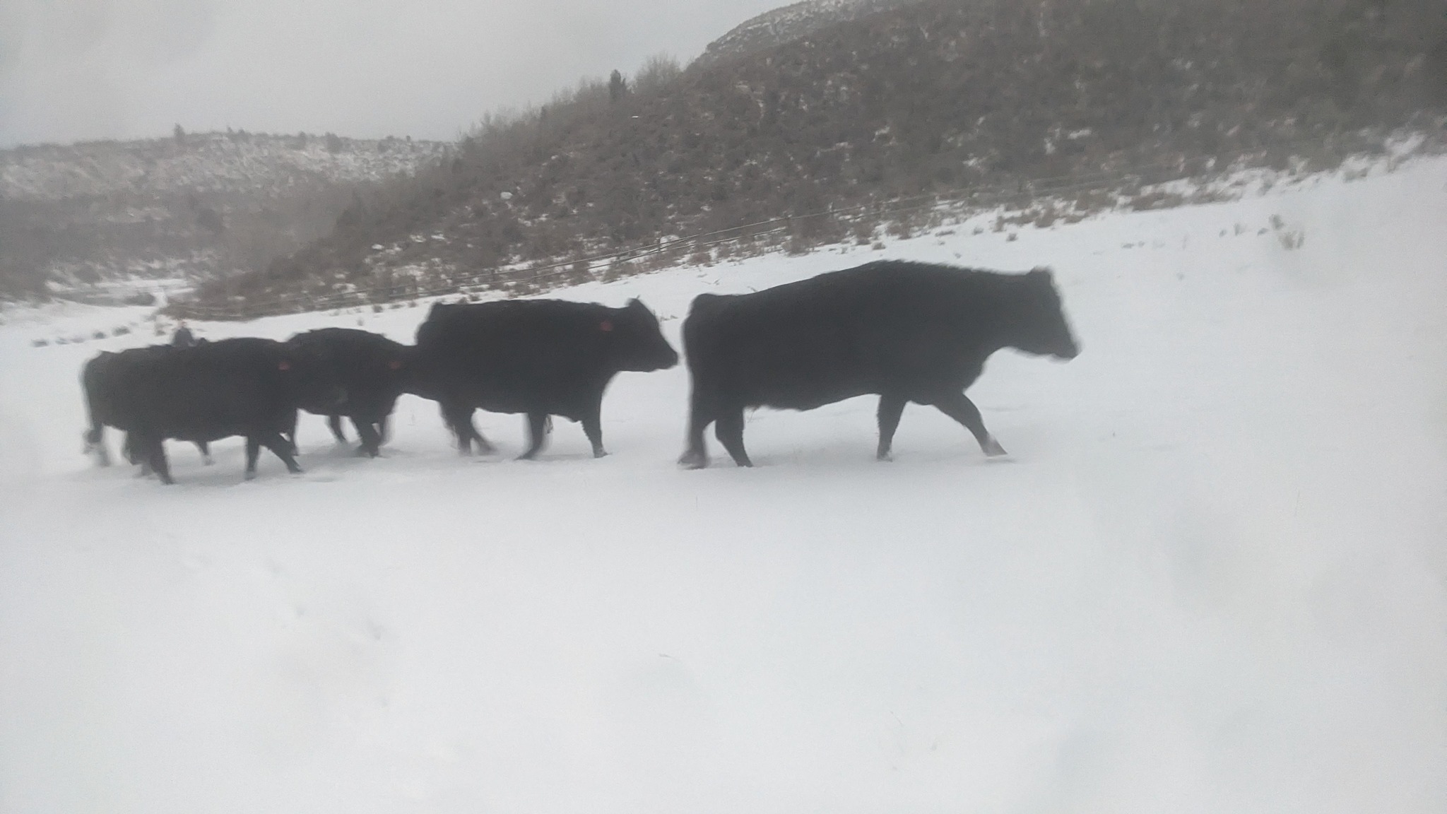 Table Rock Ranch | Ririe ID