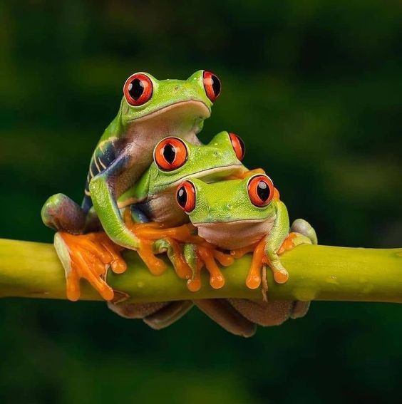 They are not letting me take my phone back! | Frog Lover