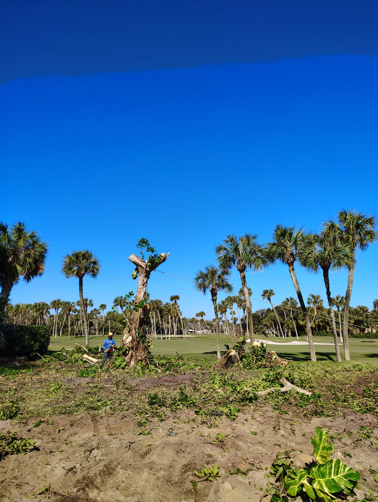 Treasure Coast Tree & Land Services | Vero Beach FL