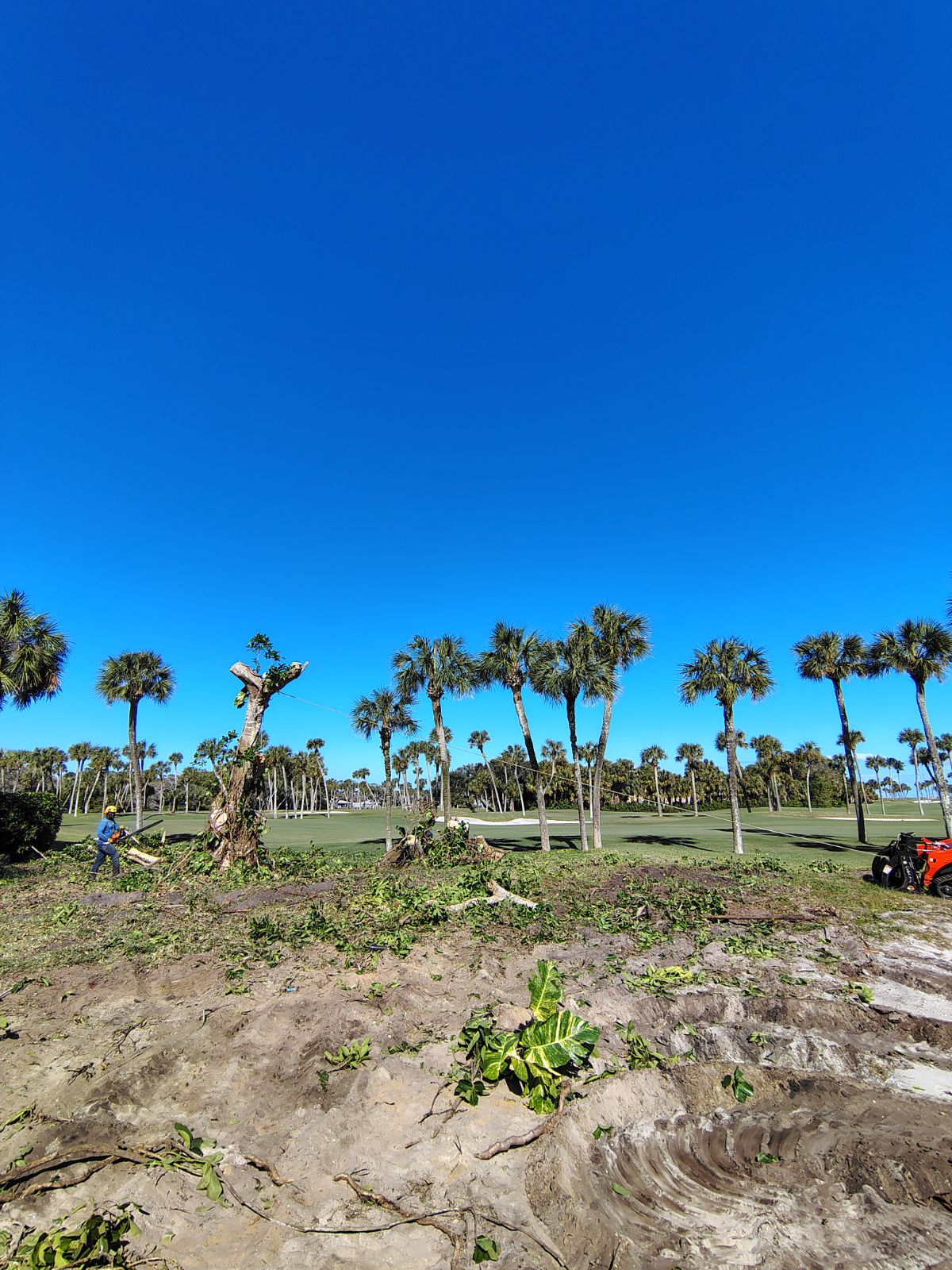 Treasure Coast Tree & Land Services | Vero Beach FL