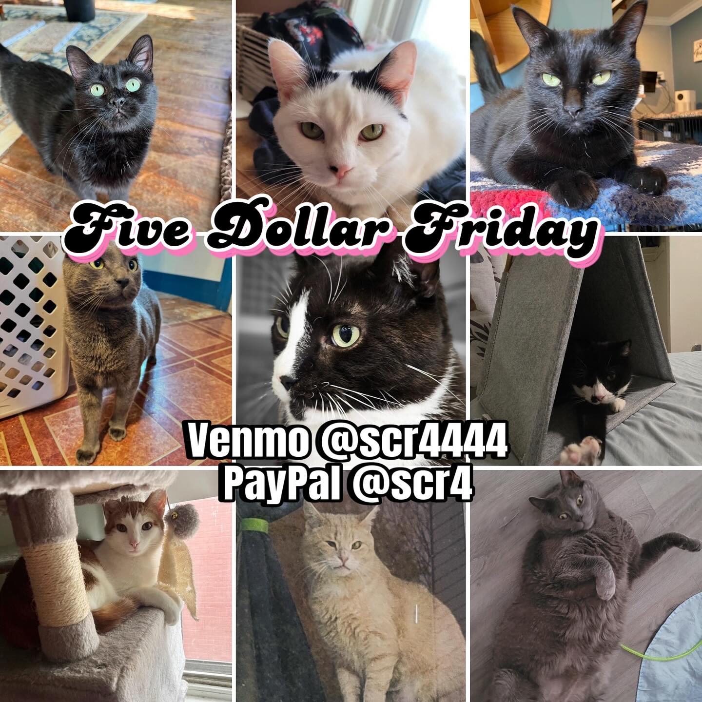 Second Chances Rescue, Inc. | Philadelphia PA
