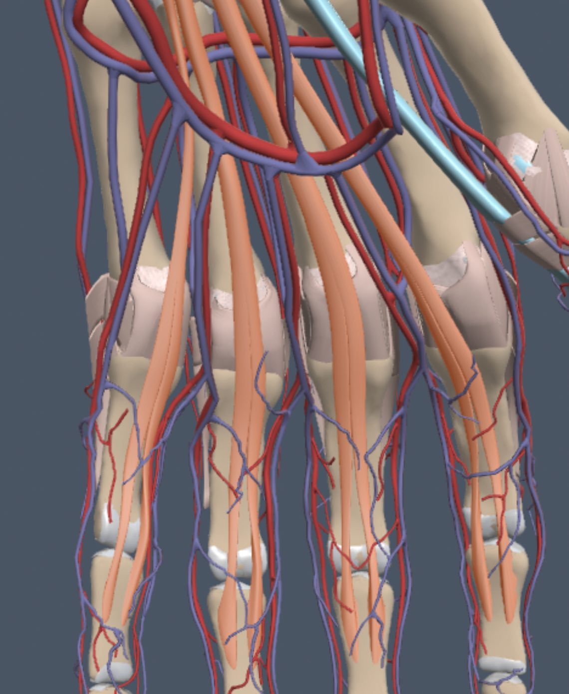 Handtherapyacademy - Facts of the the flexor digitorium superficialis ...