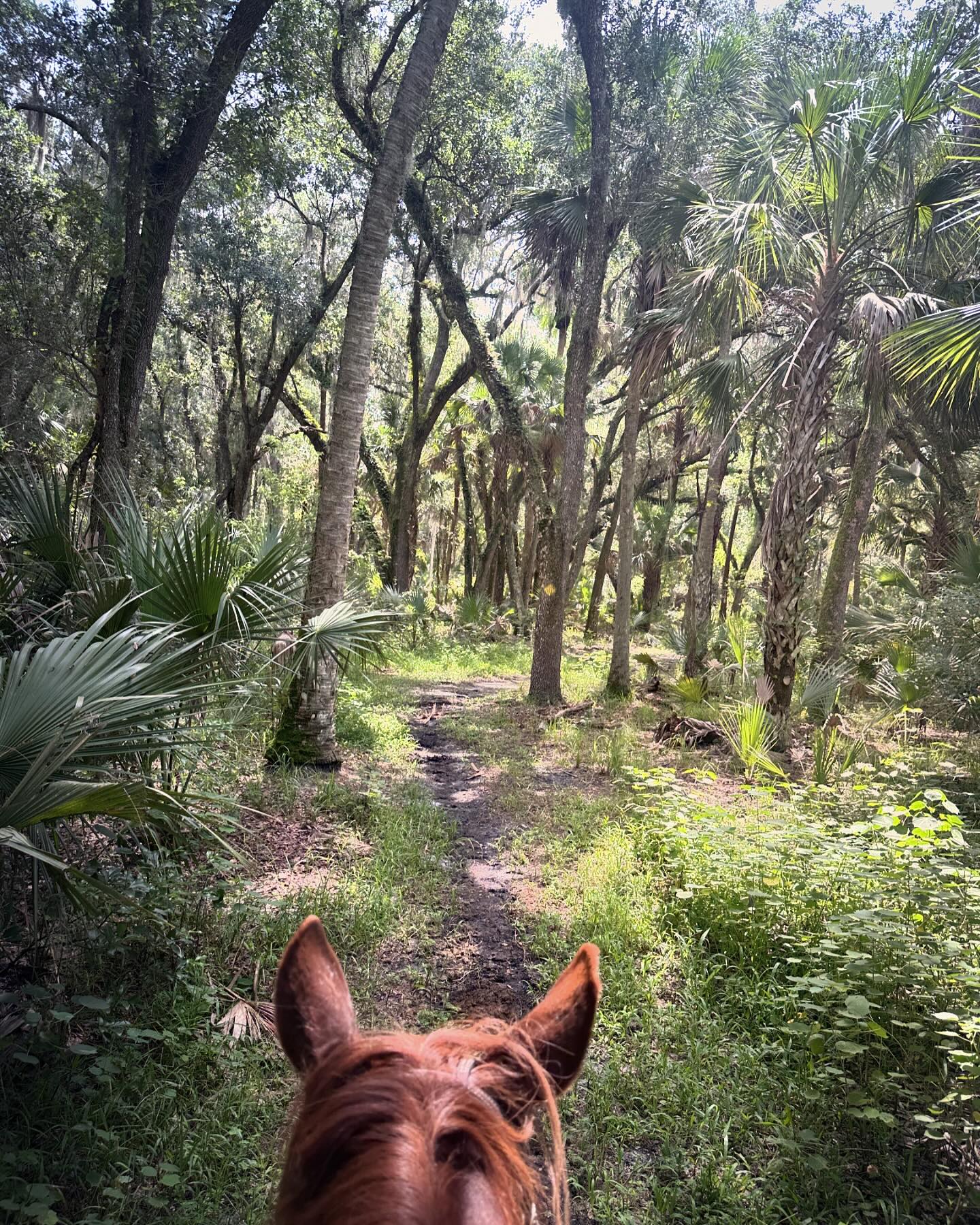 We are anxious to get back to these... - Hidden Palms Ranch
