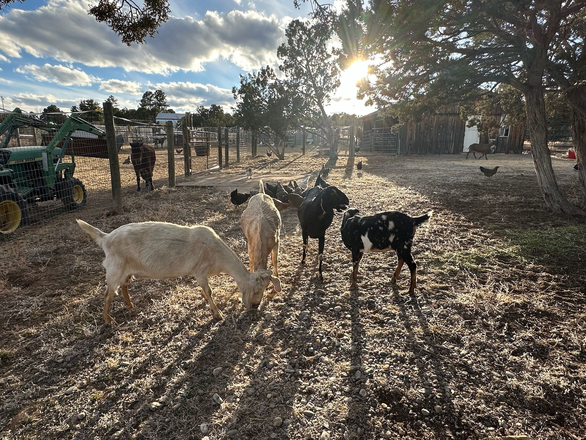 Lily’s Ridge Ranch