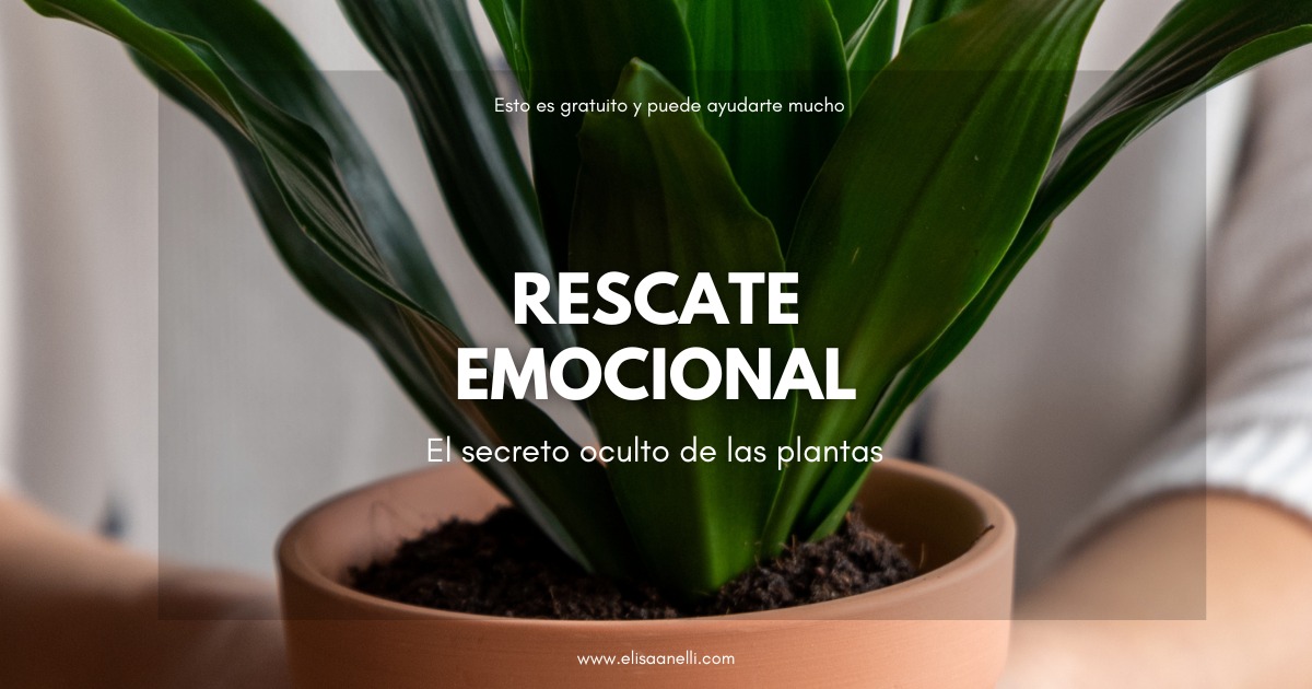 Conecta con tu naturaleza - ¿Sabías que tus plantas pueden ayudarte a ...