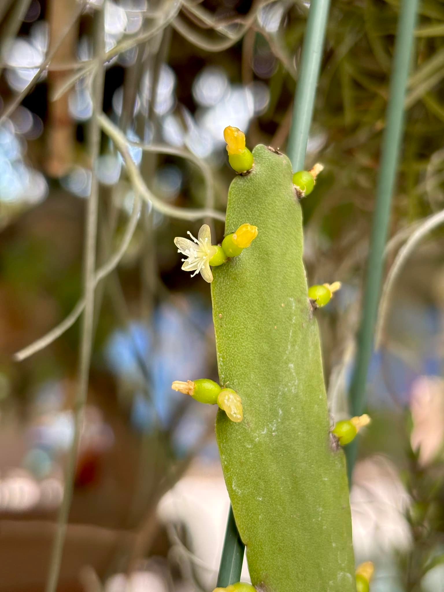 Rhipsalis russellii plant features and propagation