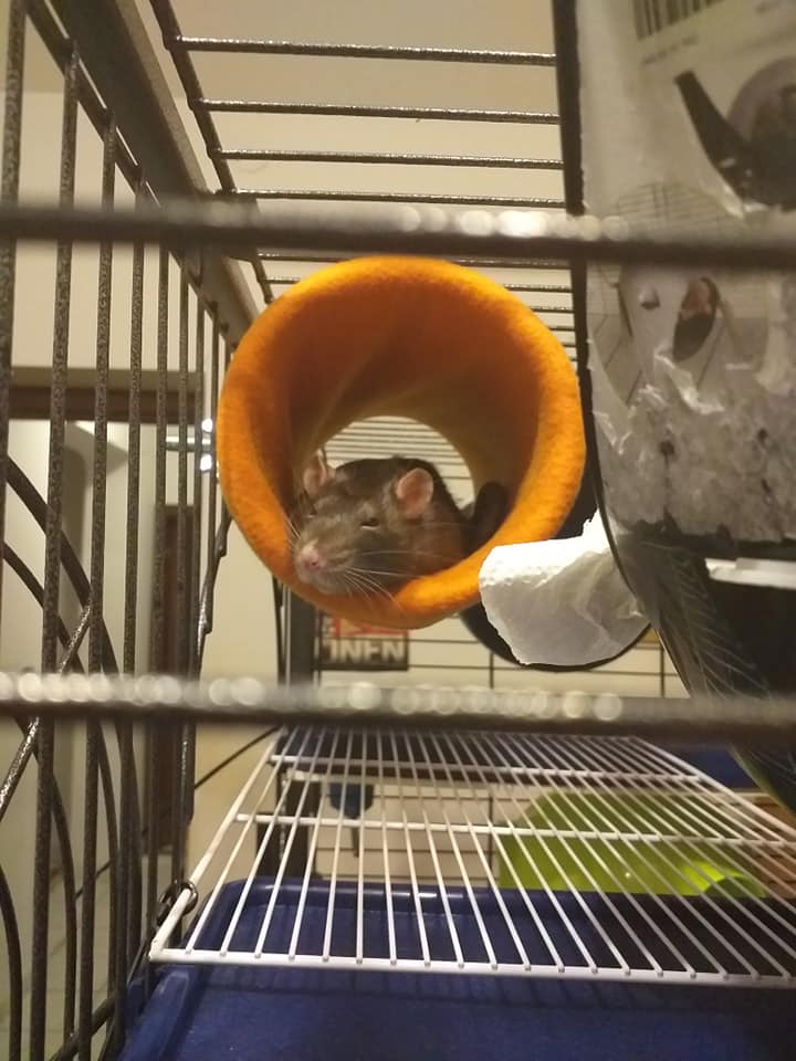 Alexa Rats