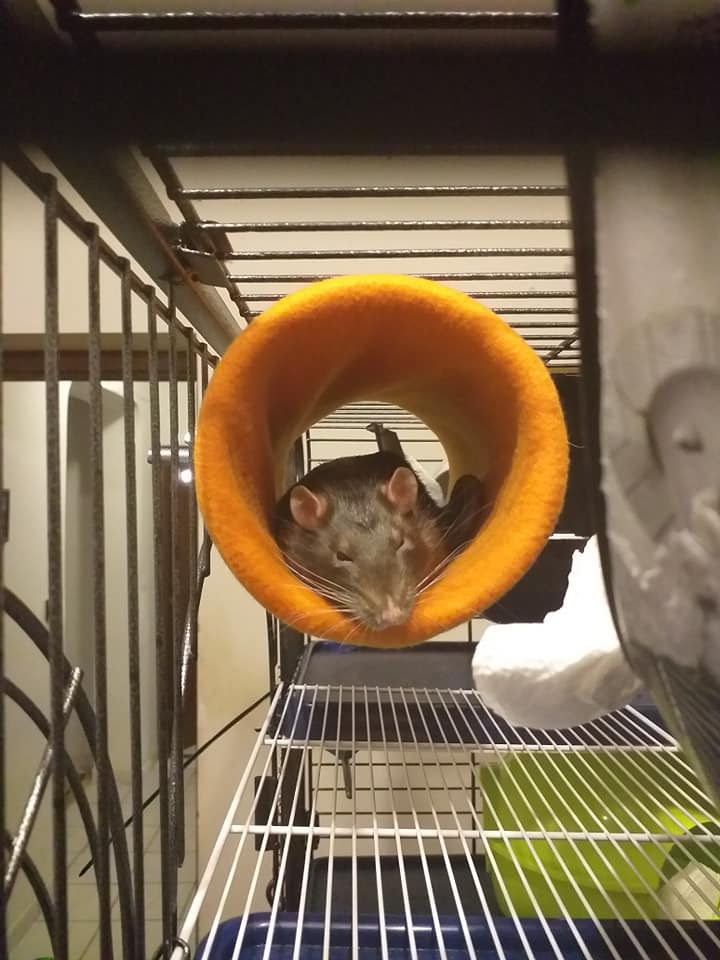 Alexa Rats