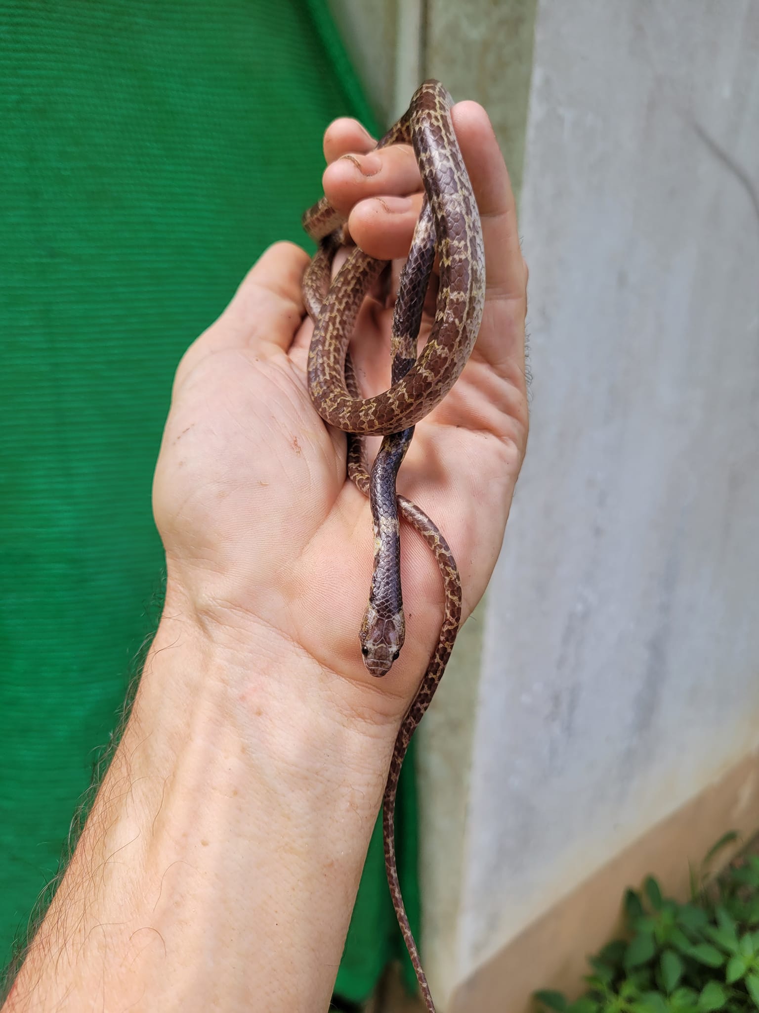 Common bridle snake non... - Samui snake and wildlife rescue