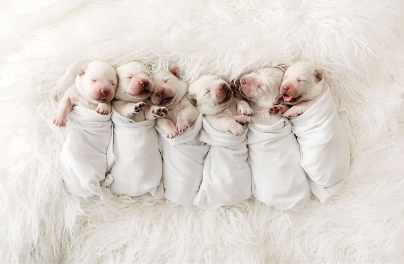 Yeti the Polar Snow White Lab - 🎂Born January 3rd 🏠Ready February 28th ...