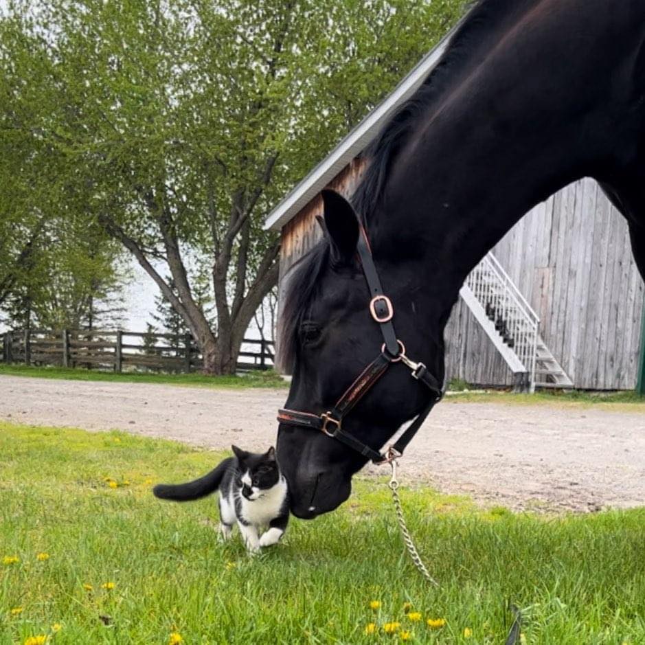 Equi Workout - Préparation & conditionnement physique du cheval added a ...
