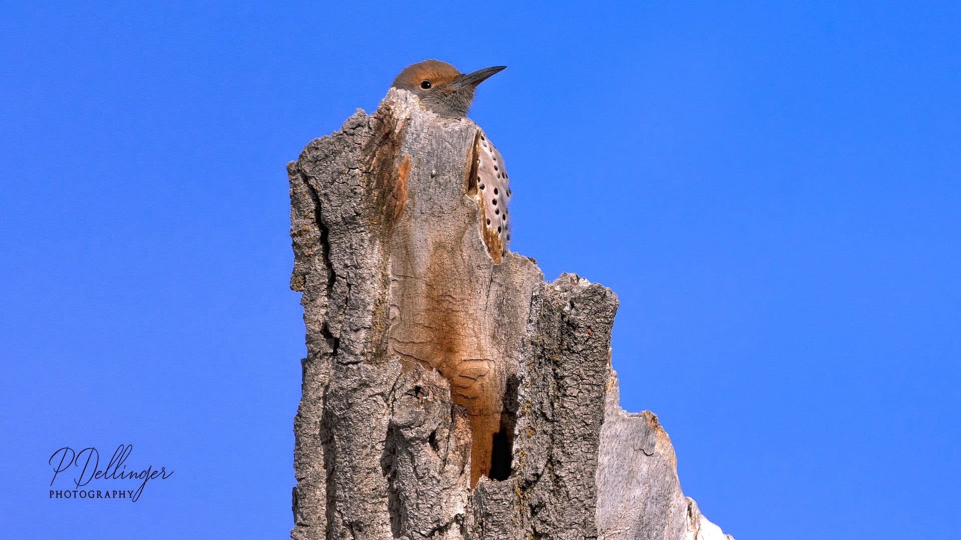 Nature Images-Wildlife Photography by Phil Dellinger