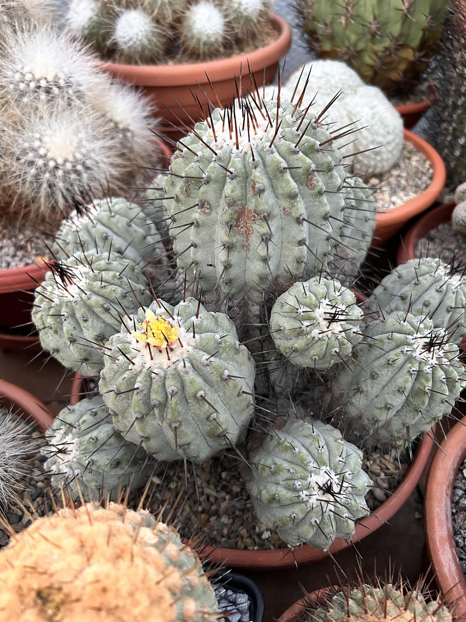 Some Copiapoa cinerea in flower:)