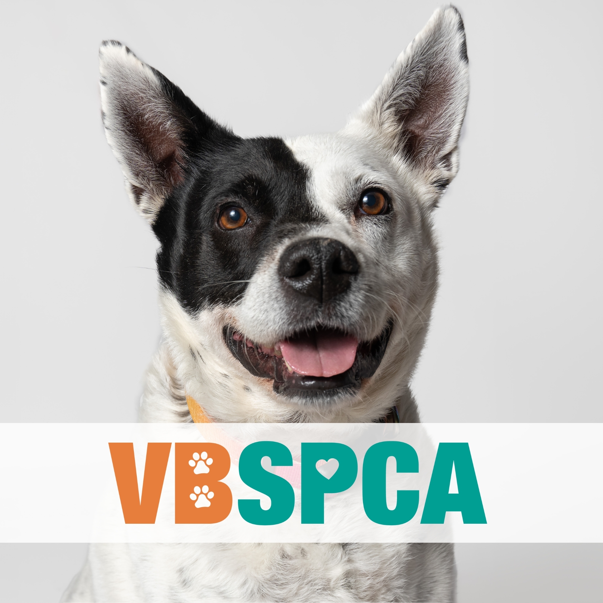 Virginia Beach SPCA | Virginia Beach VA