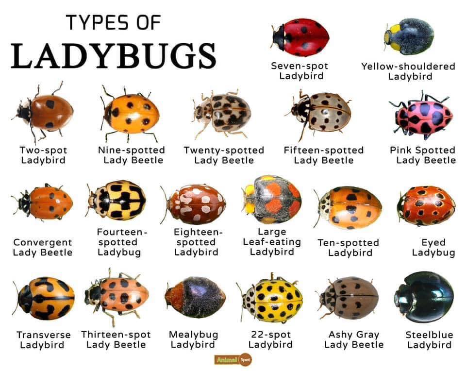 Nourish - Ladybugs, also known as ladybirds or lady beetles, are ...