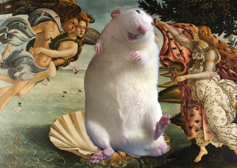 Ratness_ - Botticelli’s rat 🐭 #rat#ratto#rattodomestico#happyrat# ...