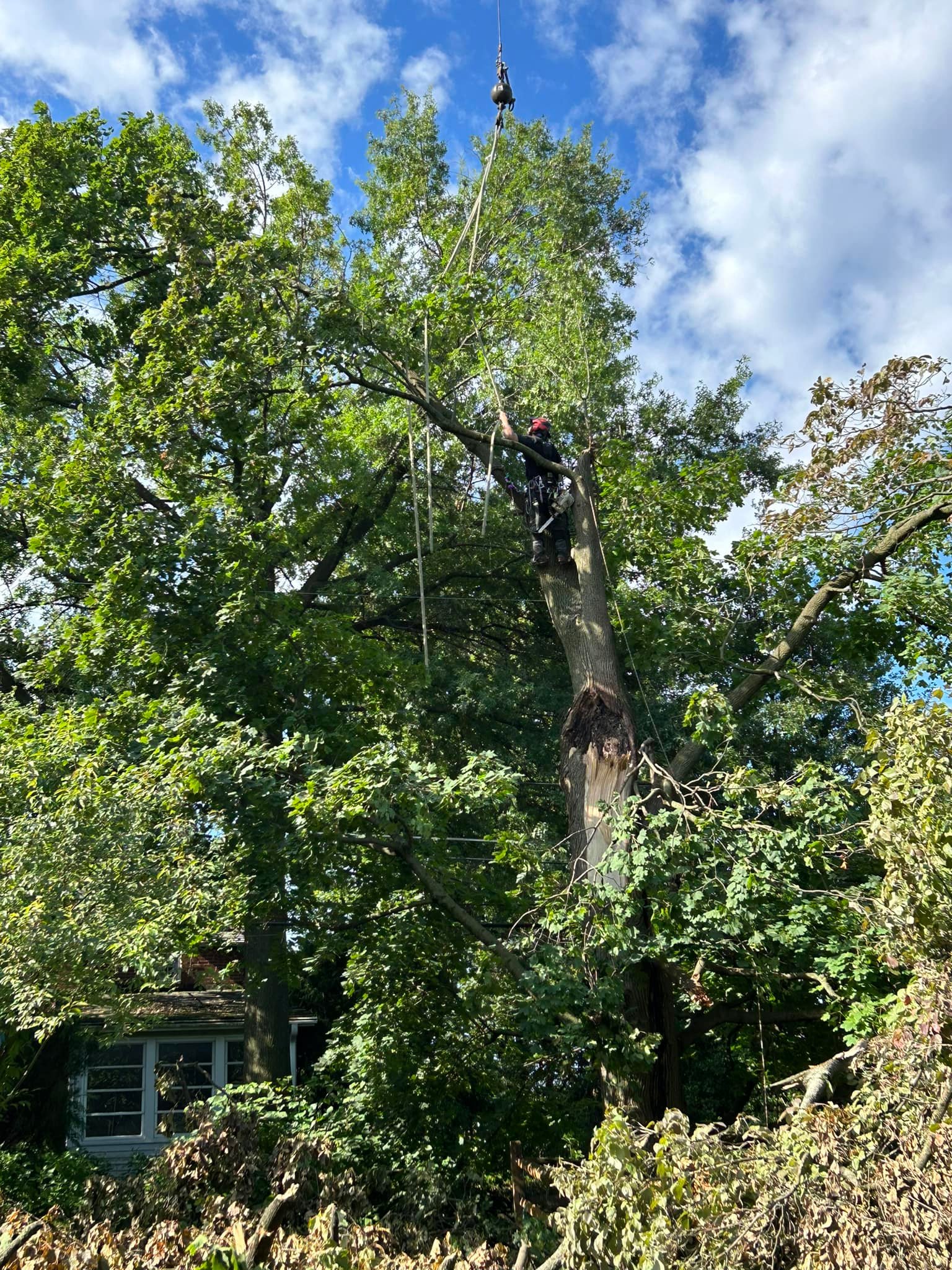 Precision Tree Experts | Easton PA