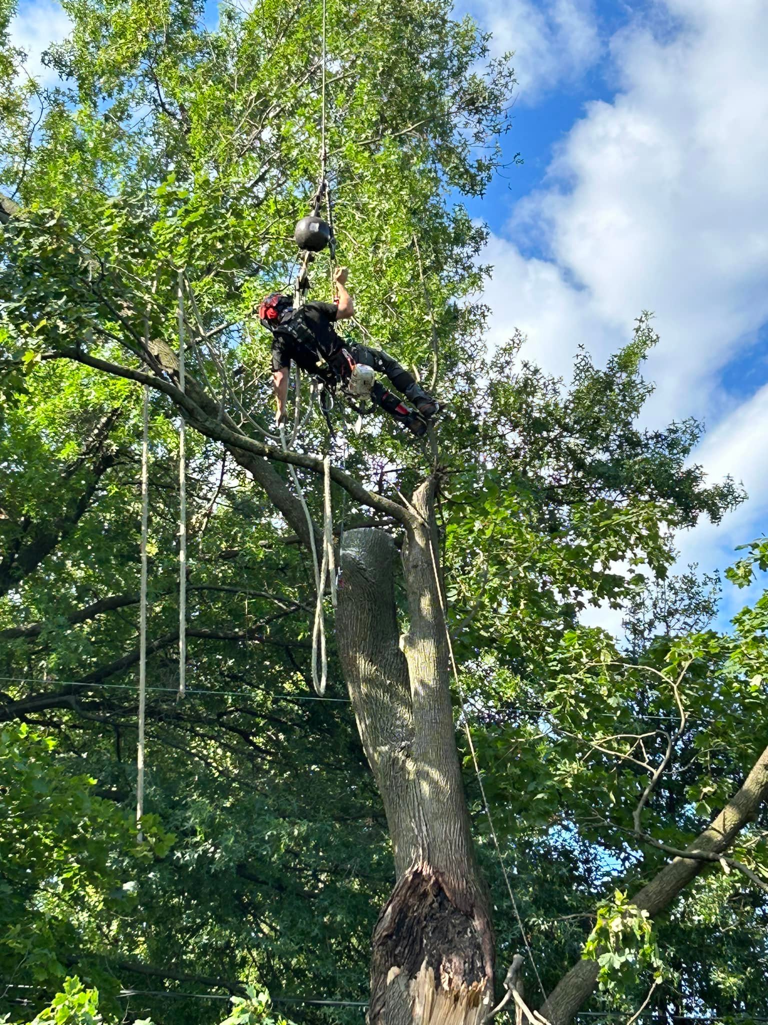 Precision Tree Experts | Easton PA