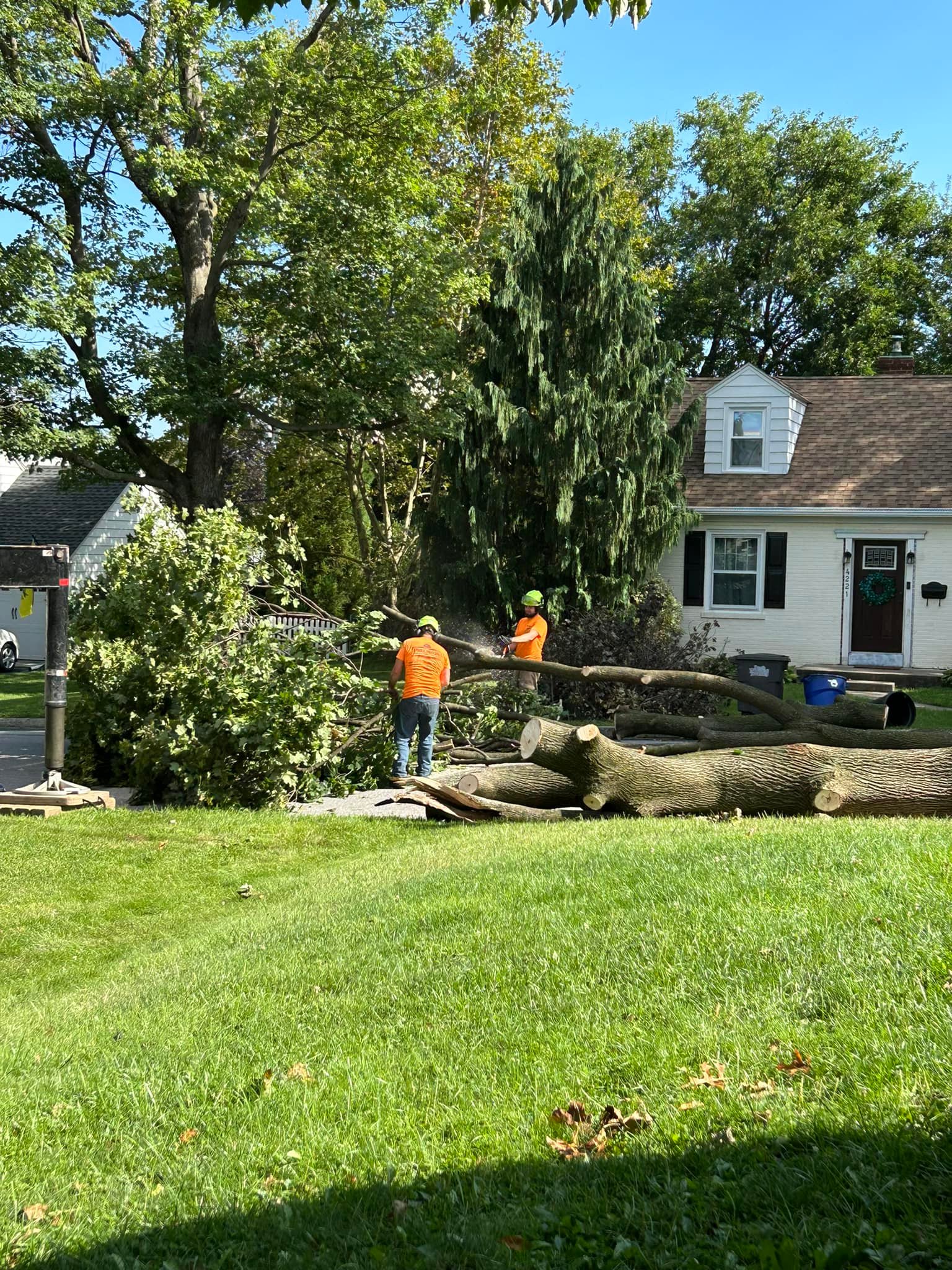 Precision Tree Experts | Easton PA