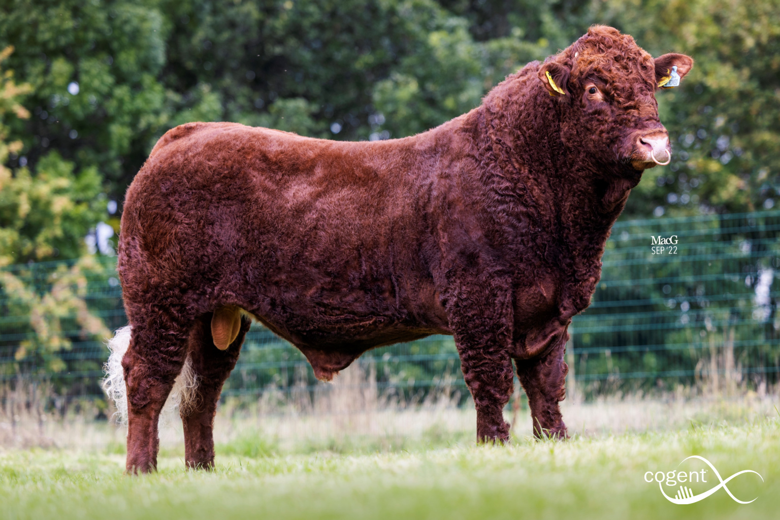 Introducing “Gentons Romeo P” ... - Cogent Signature Beef | Facebook