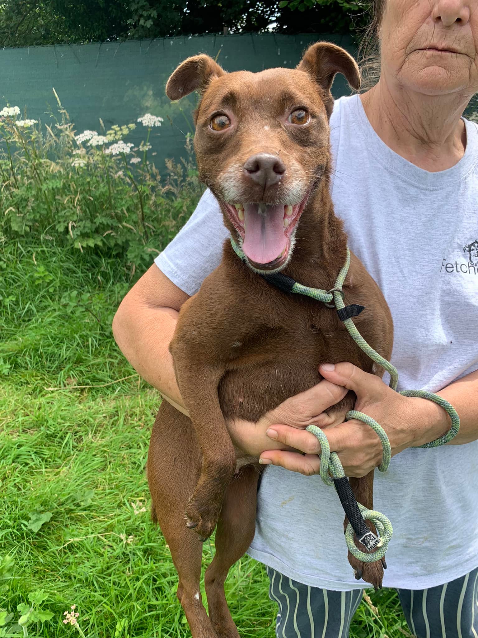 New Arrival!... - Fetcher Dog- giving hope to abandoned dogs | Facebook