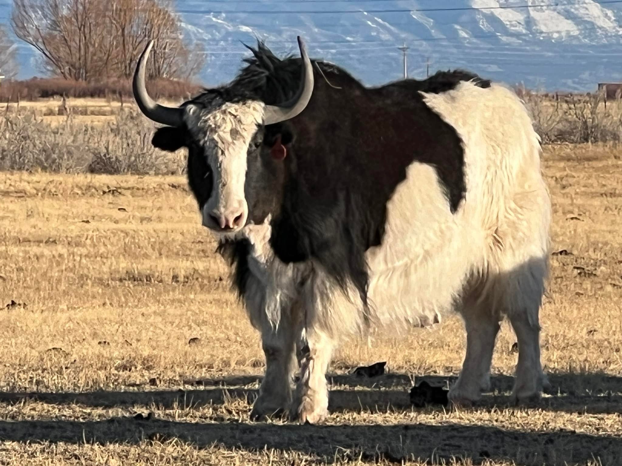 Chokurei Yak Ranch | Moffat CO