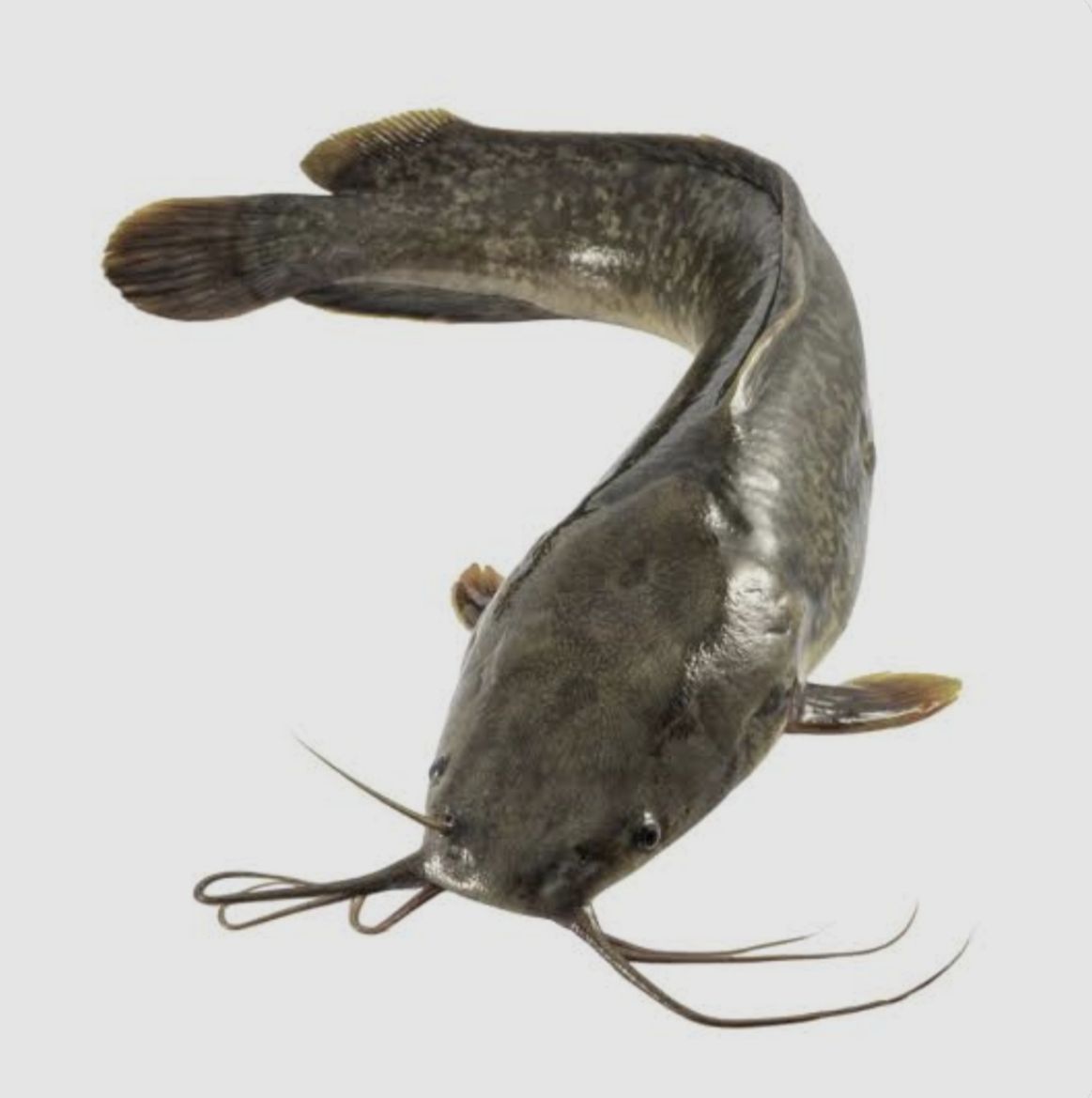 Fingerlings - Ang temperatura ng tubig ay isa sa pinaka-importanteng ...