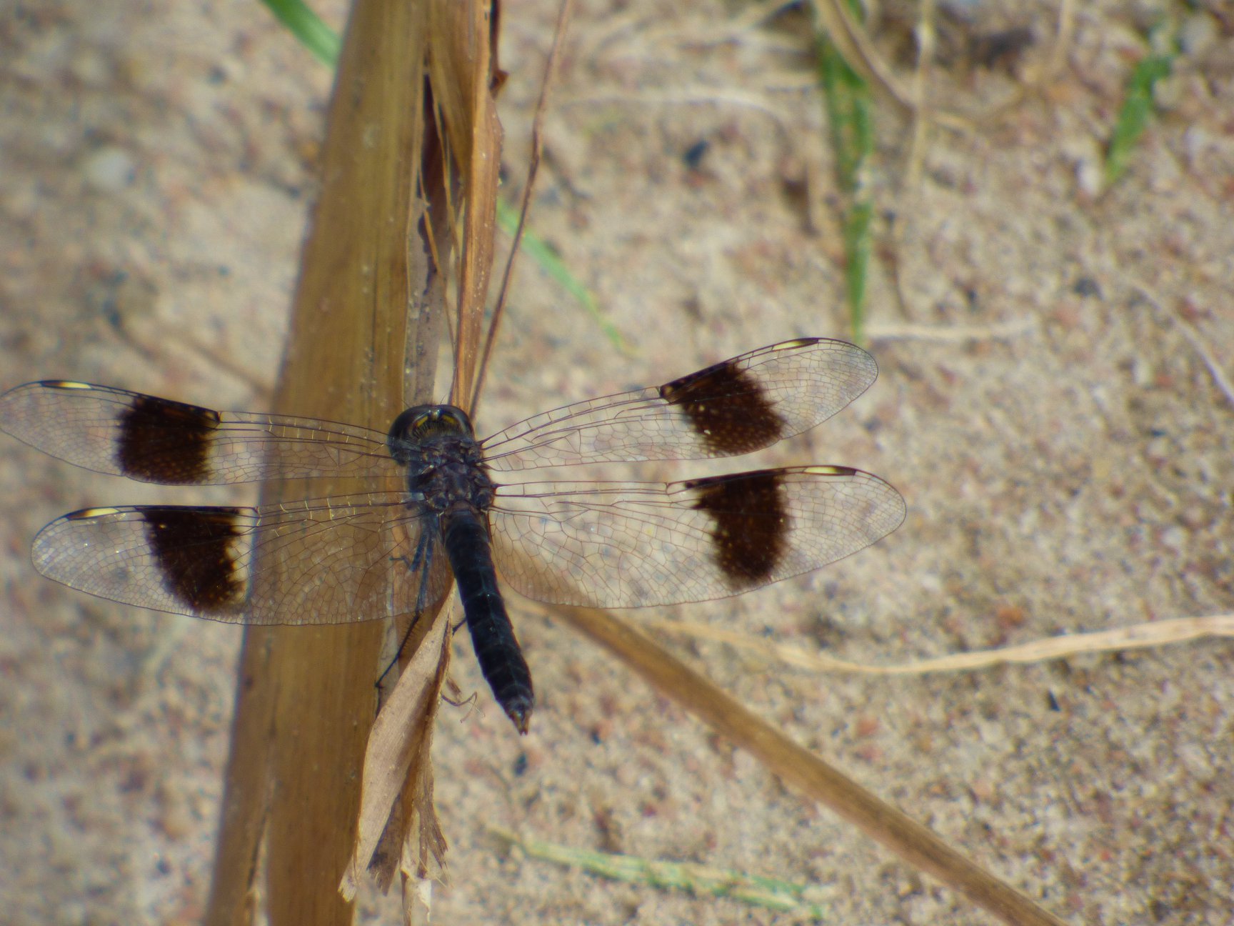 Queel Elizabeth NP, Dragon fly,... - View East Africa.