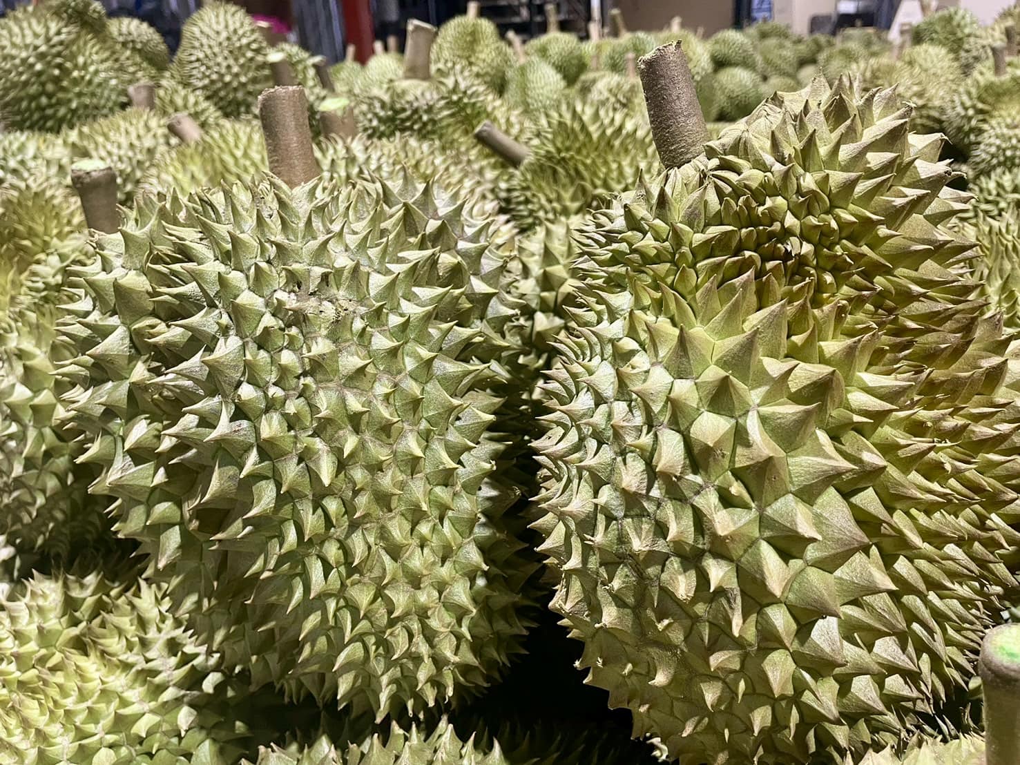 榴莲（泰国金枕头榴莲） Monthong 在泰语中意思是金枕头，可能是泰国最