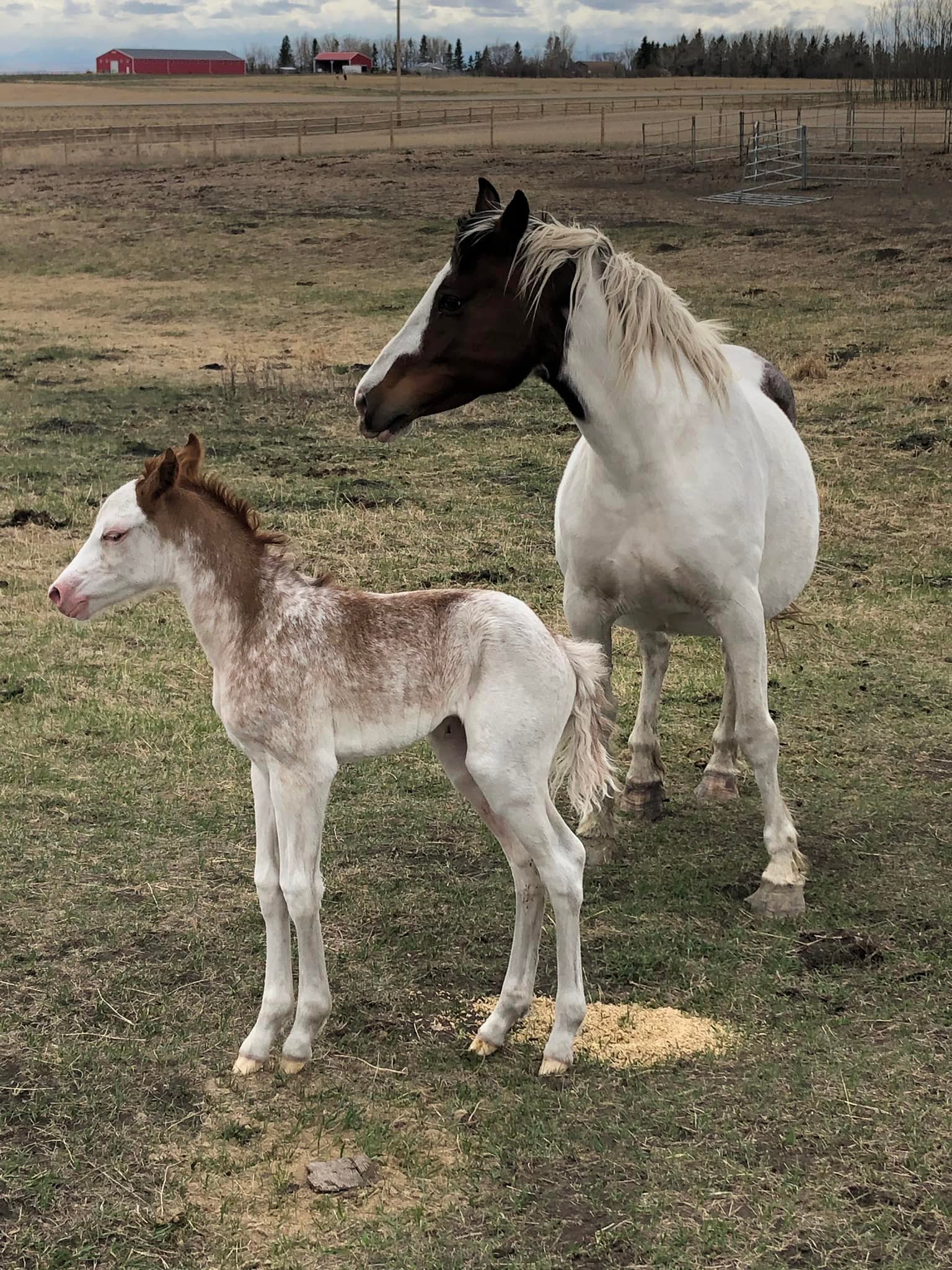 Macza Pro Rodeo - The baby buckers are finally starting to...