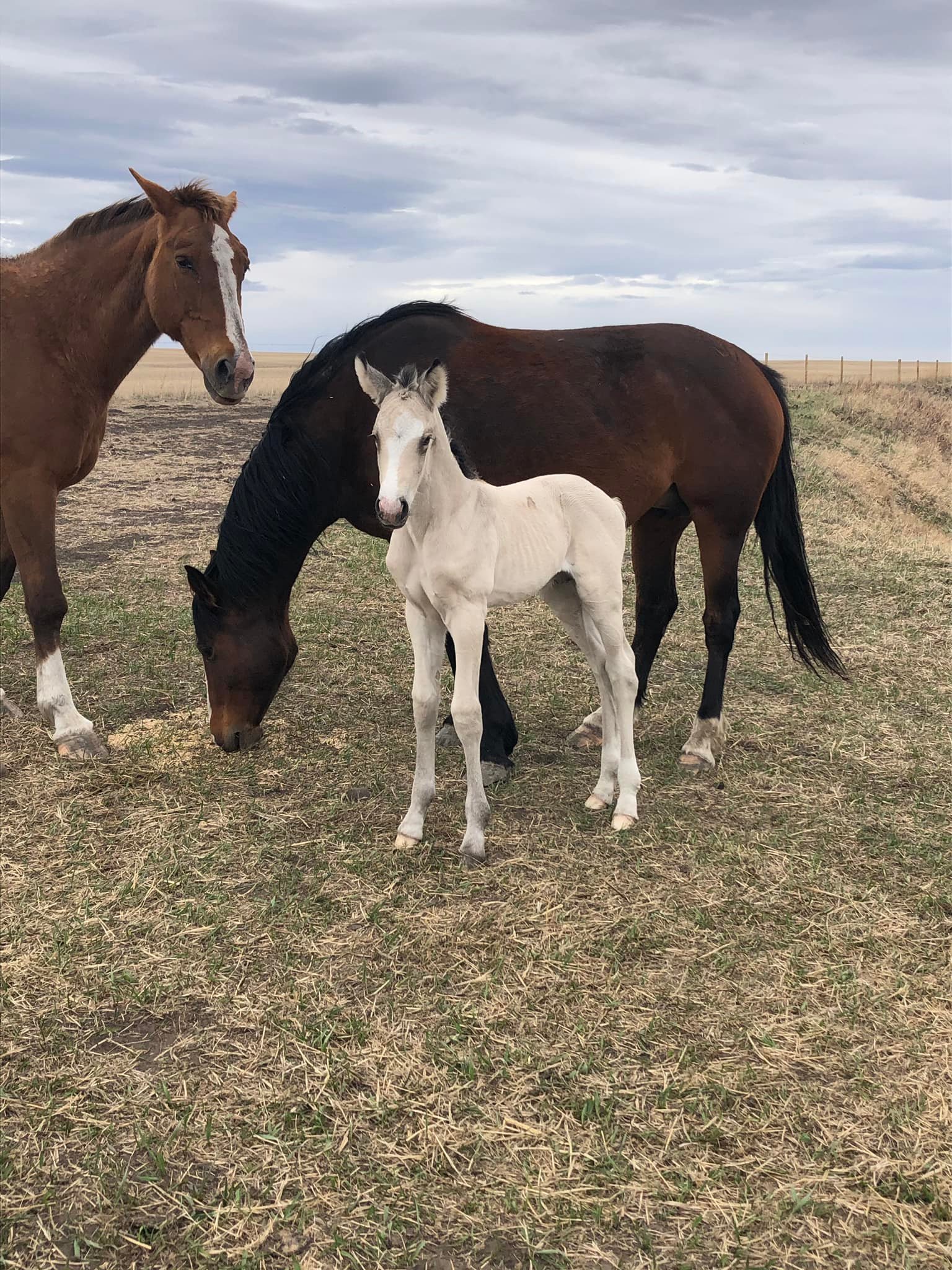 Macza Pro Rodeo - The baby buckers are finally starting to...